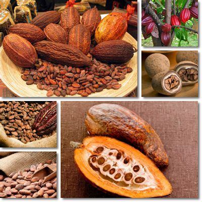 Properties and Benefits of Cocoa Beans | Food, Food recipies, Cocoa