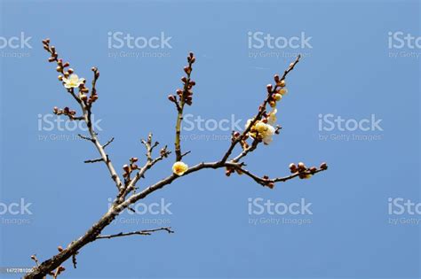 White Plum Tree Stock Photo - Download Image Now - April, Beauty, Blossom - iStock