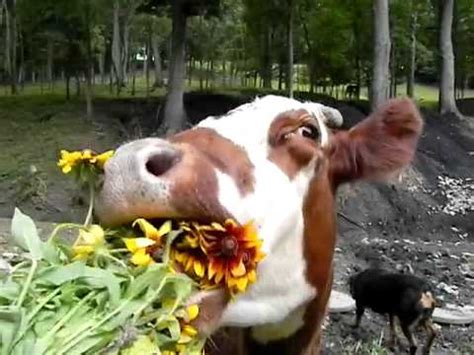 Cow Eating Rudbeckia Flowers - YouTube