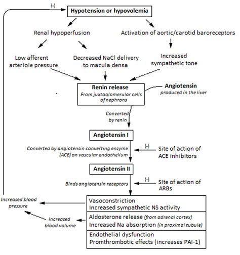 Aldosterone hormone function, production, causes of high or low aldosterone