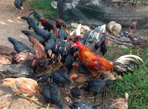 8 Jenis Ayam Pedaging Yang Ada Di Indonesia