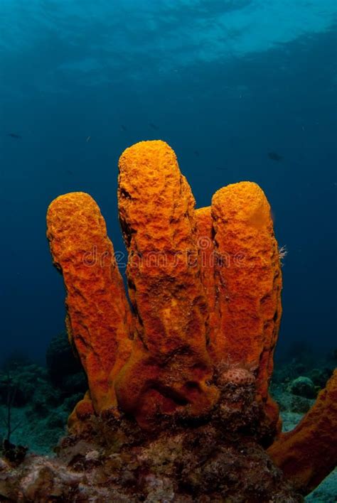 Sponge. A sea sponge sits colorfully at the bottom of the ocean off Grand Cayman , #Affiliate, # ...