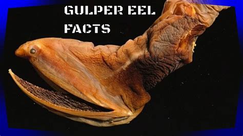 GULPER EEL FACTS - YouTube