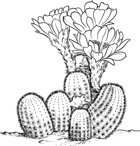 Dessin de cactus - Dessins à colorier - IMAGIXS | Cactus drawing, Drawings, Coloring pages