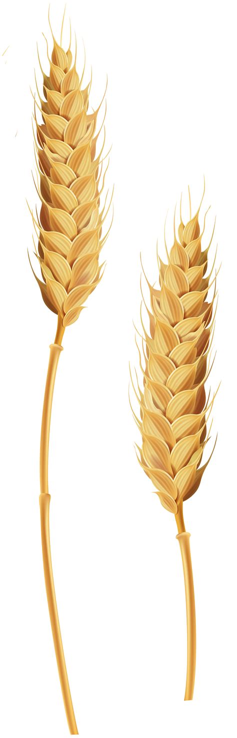 Field clipart wheat, Picture #1087860 field clipart wheat