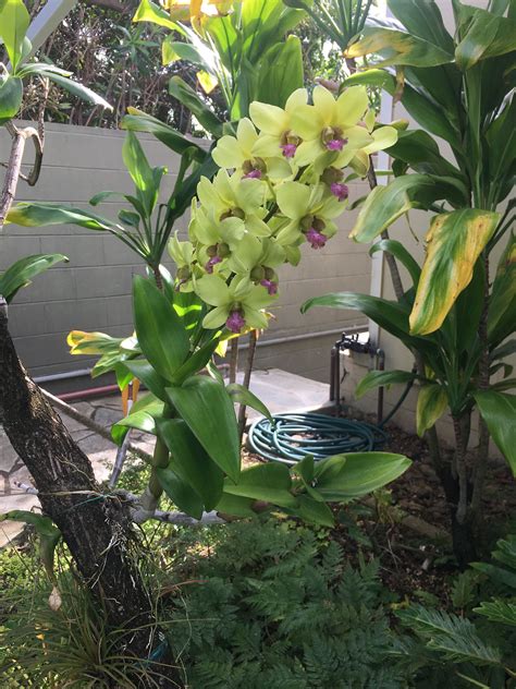 Pin by Michael Mohr on Oahu Home Garden Orchids | Orchids, Garden, Plants