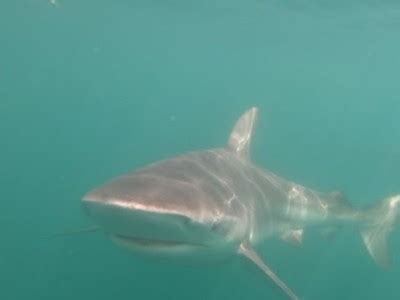 The day the first copper shark was sighted in Gansbaai | Shark Cage Diving with Great White ...