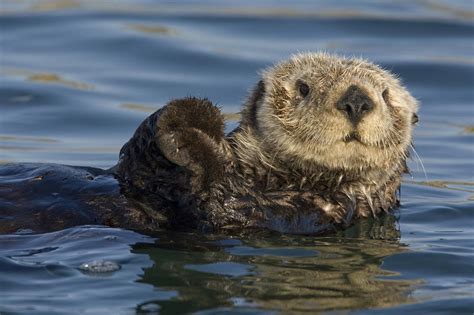 Sea Otter Monterey Bay California Photograph by Suzi Eszterhas