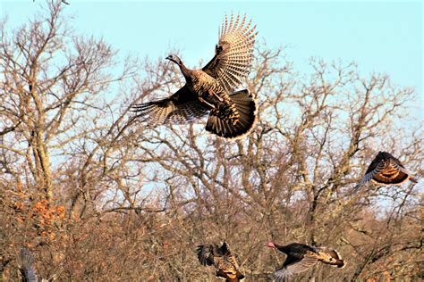 Wild Turkey In Flight Free Stock Photo - Public Domain Pictures