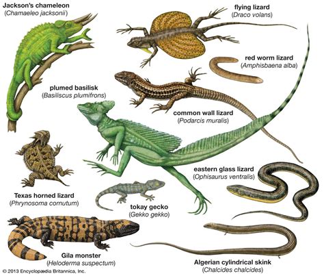 Lizard | reptile | Britannica