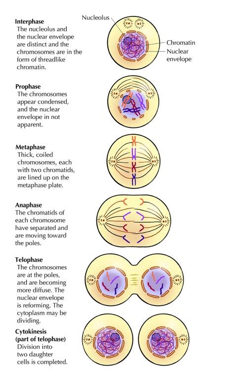 Cell Reproduction and Heredity - Cells and tissue