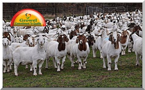 Goat Farming Business for Beginners – Growel Agrovet