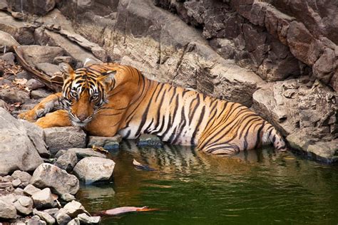 Ranthambhore National Park Tour Package : Ranthambore Tour