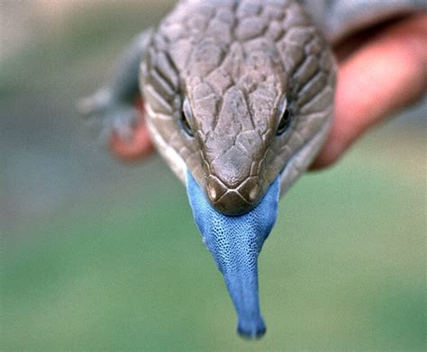 Blue-tongued skink | San Diego Zoo Kids