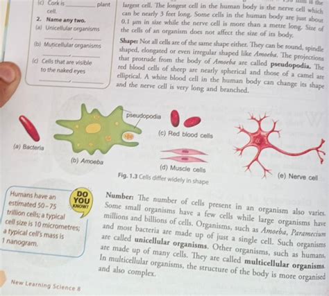 (c) Corkis plant largest cell. The longest cell in the human body is the