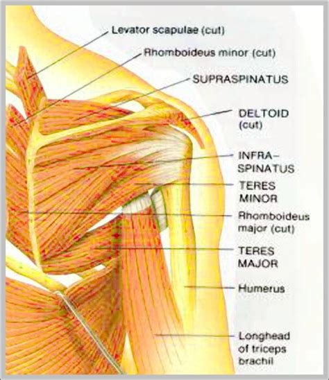 name of shoulder muscle | Anatomy System - Human Body Anatomy diagram and chart images