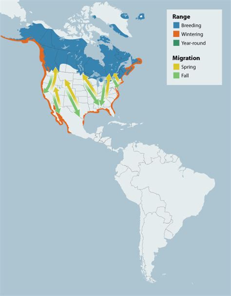 Common Loon "Gavia immer" | Boreal Songbird Initiative