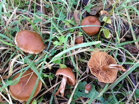 Panaeolus cinctulus ?? - Mushroom Hunting and Identification ...