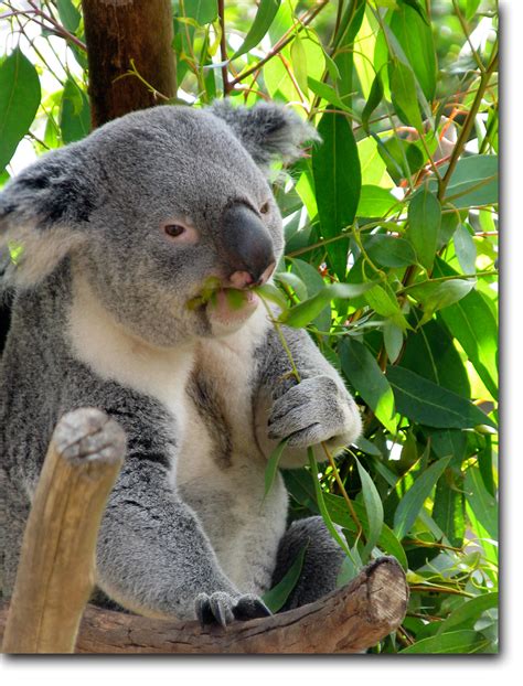 Koala bear (Australia) Animals Bugs, Animals And Pets, Baby Animals, The Wombats, Australia ...