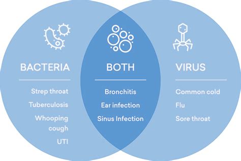 Virus Vs Cell Venn Diagram | Hot Sex Picture