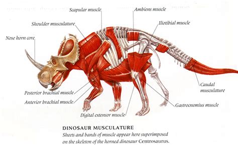 Anatomy