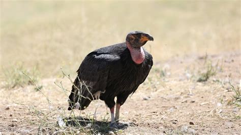 $5,000 reward offered in killing of California condor near Bay Area – NBC Bay Area