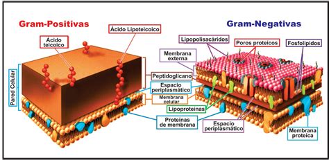 BIOTUBE5: BACTERIAS (PROCARIOTA)