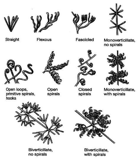 An Introduction to Actinobacteria | IntechOpen