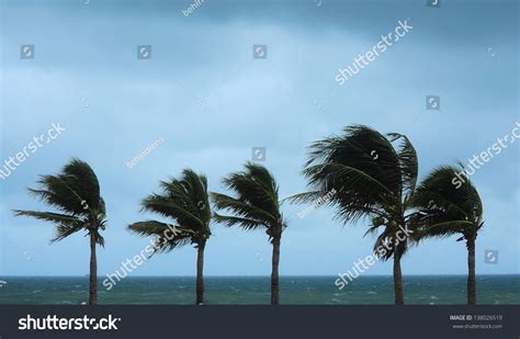 4,125 Palm Tree Disaster Images, Stock Photos & Vectors | Shutterstock