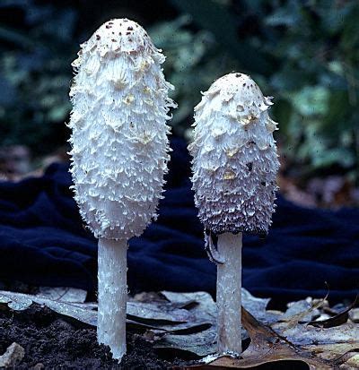 Temperate Climate Permaculture: Shaggy Mane Mushrooms