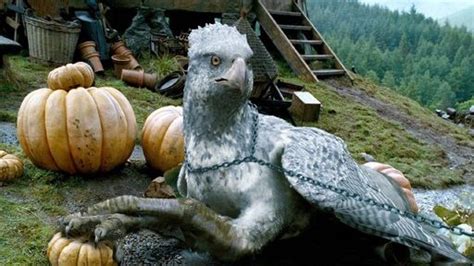 Buckbeak The Hippogriff | Wiki | Harry Potter Amino