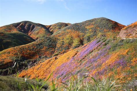 The Best Places To See The Mesmerizing Superbloom In California