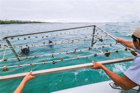 Restoring Coral Reefs | Galápagos Conservancy