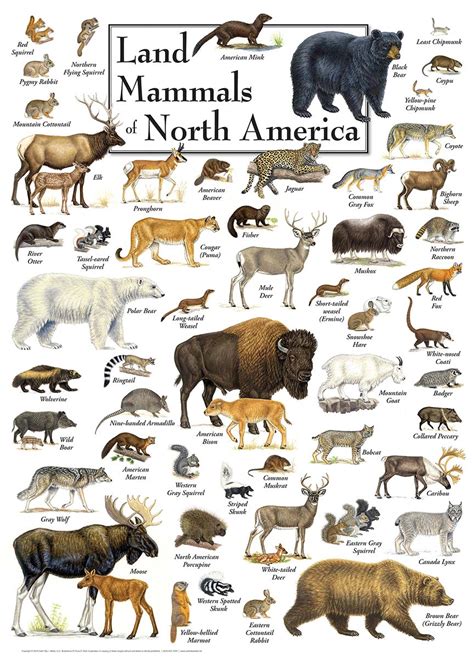 an illustrated poster with animals and their names