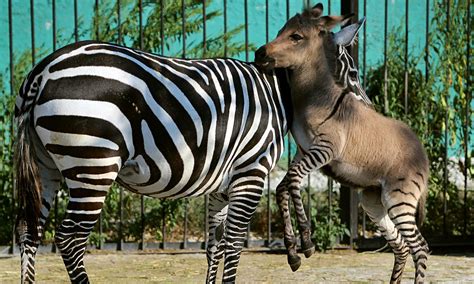 Zonkey named Telegraph born at Crimean zoo | World news | The Guardian