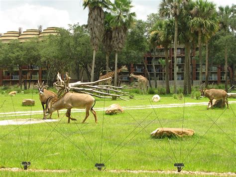 Disney Animal Kingdom Lodge Restaurants Updated 2022 - Why You Need to Dine There ...