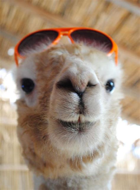 Llama Sunglasses by yafacebook on DeviantArt