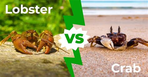 Lobster vs Crab - A-Z Animals