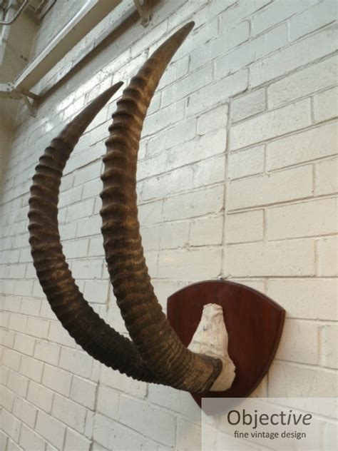 Mounted Sable Horns | Objective Fine Vintage Design