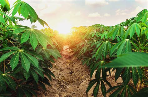 Cassava plants will thrive as CO2 levels rise - Earth.com