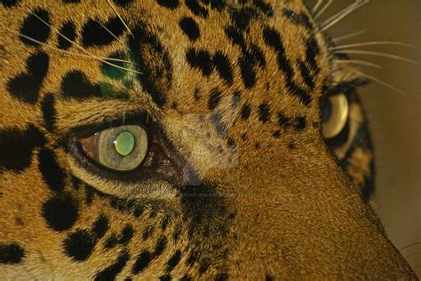 Jaguar Eyes by Schutzhund-Chick94 on DeviantArt