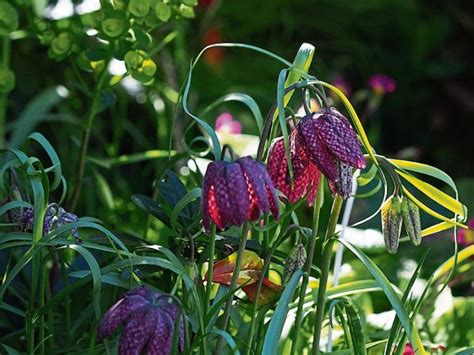 Plant spring flowering bulbs now - Limerick Leader