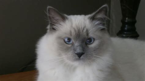 6 Himalayan Ragdoll Cat Personality Traits - Ragdollcare