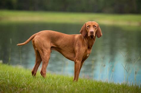 Vizsla - Full Profile, History, and Care