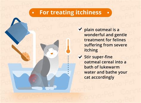 Cat Skin Conditions & Natural Remedies | Canna-Pet | Cat skin, Cat skin problems, Cats