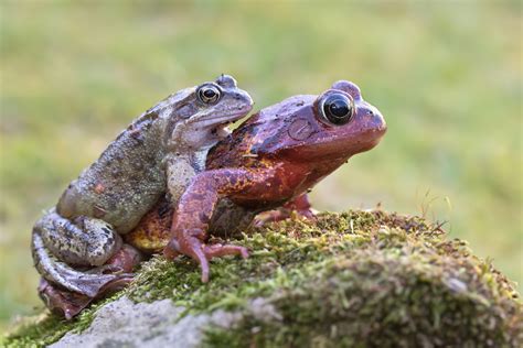 Matt Cole Macro Photography: Common Frogs