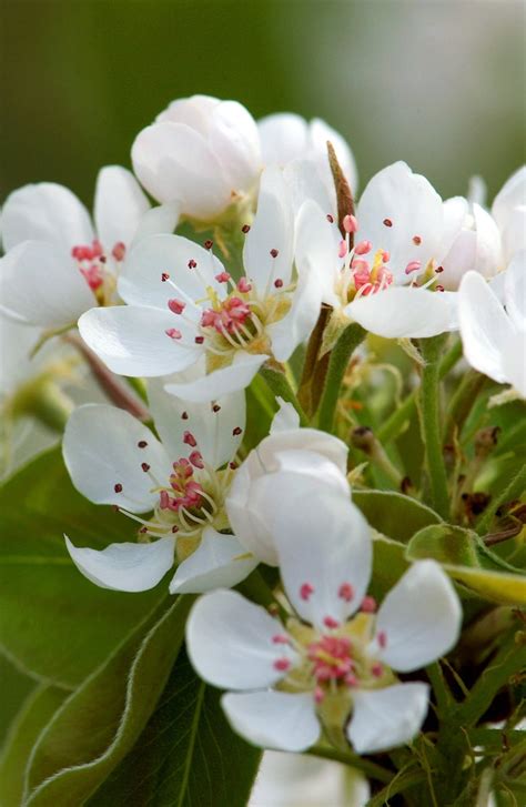 Free Pear Blossoms Stock Photo - FreeImages.com