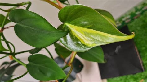 Philodendron McDowell Care — Don't Miss These Tips!