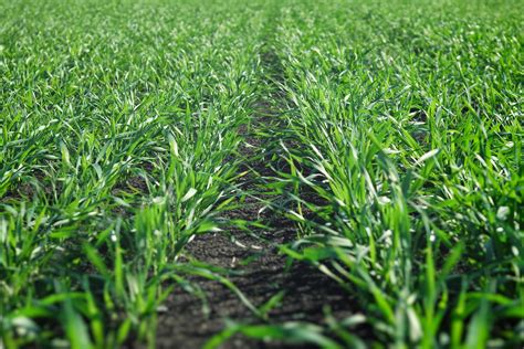 Young wheat winter crops in a field. 3113085 Stock Photo at Vecteezy