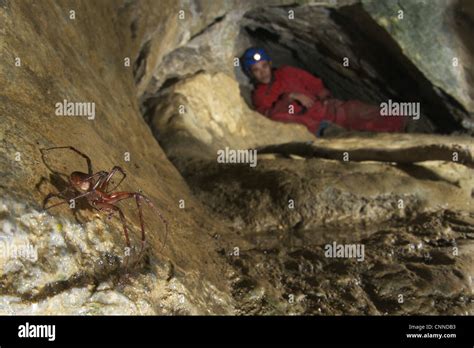 Orb-weaver Cave Spider (Meta bourneti) adult male, in cave habitat ...